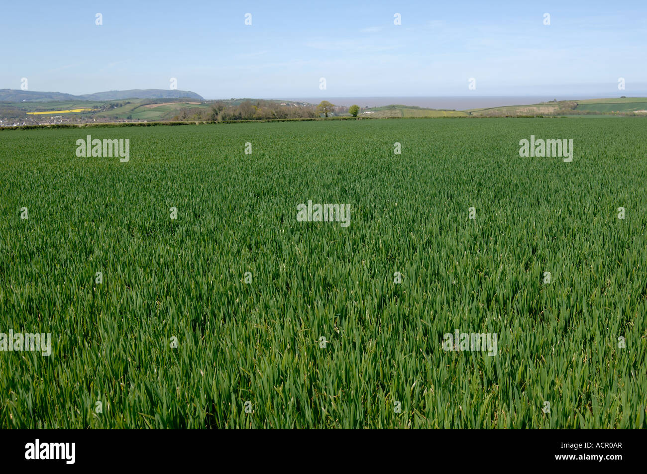 Unreife Weizenernte auf Stufe 30 im Frühjahr North Somerset Stockfoto