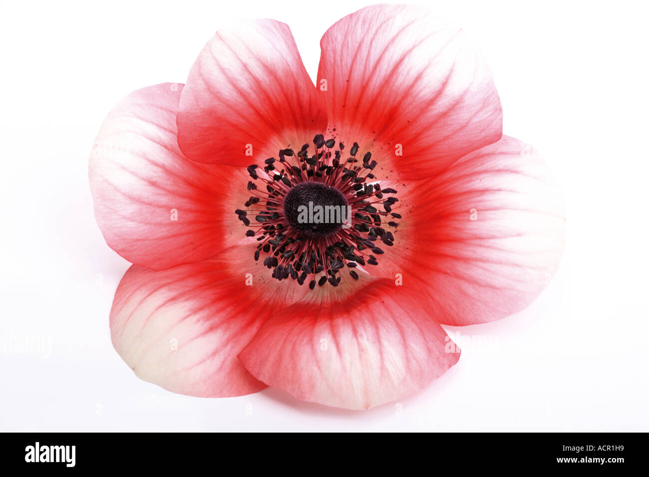 Anemone, Anemone coronaria Stockfoto