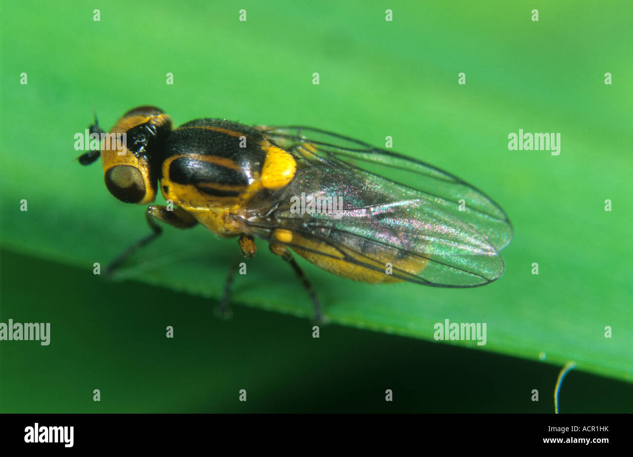 Gicht fliegen Chlorops Pumilionis gelb schwarz Erwachsene Stockfoto