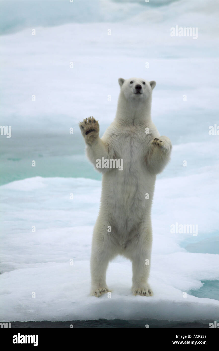 Eisbär auf den Hinterbeinen stehend Stockfoto