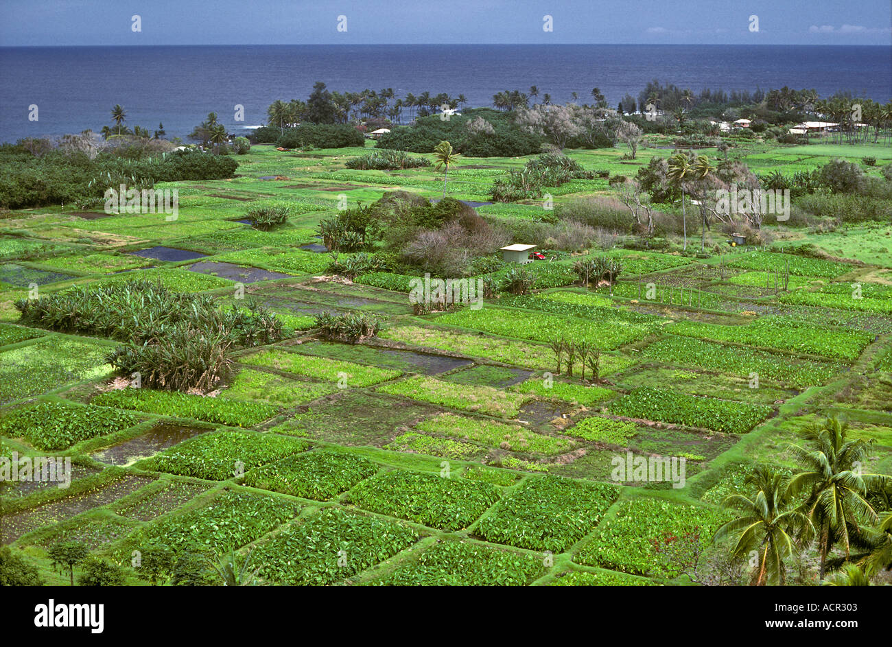 Felder von Taro Wailua Maui Hawaii Stockfoto
