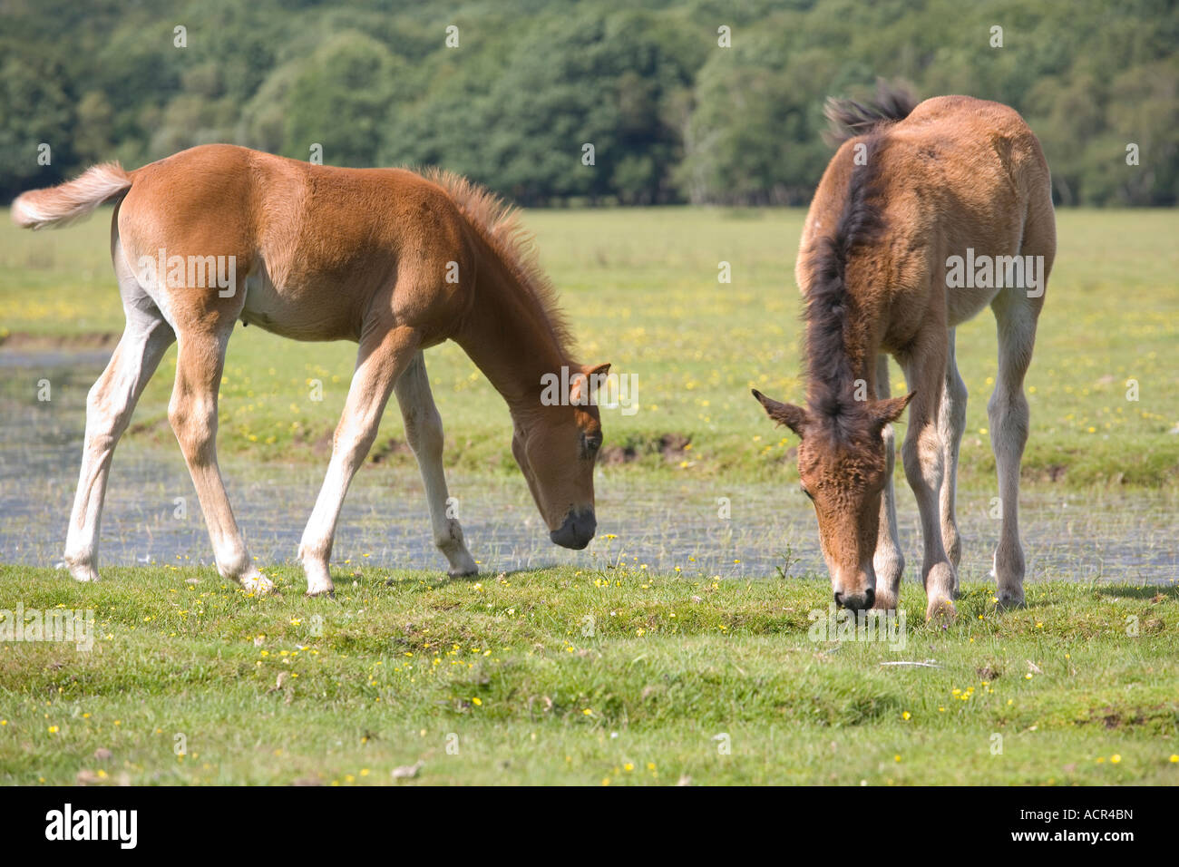 New Forest Ponys Zuschneiden Balmer Rasen Brockenhurst Stockfoto