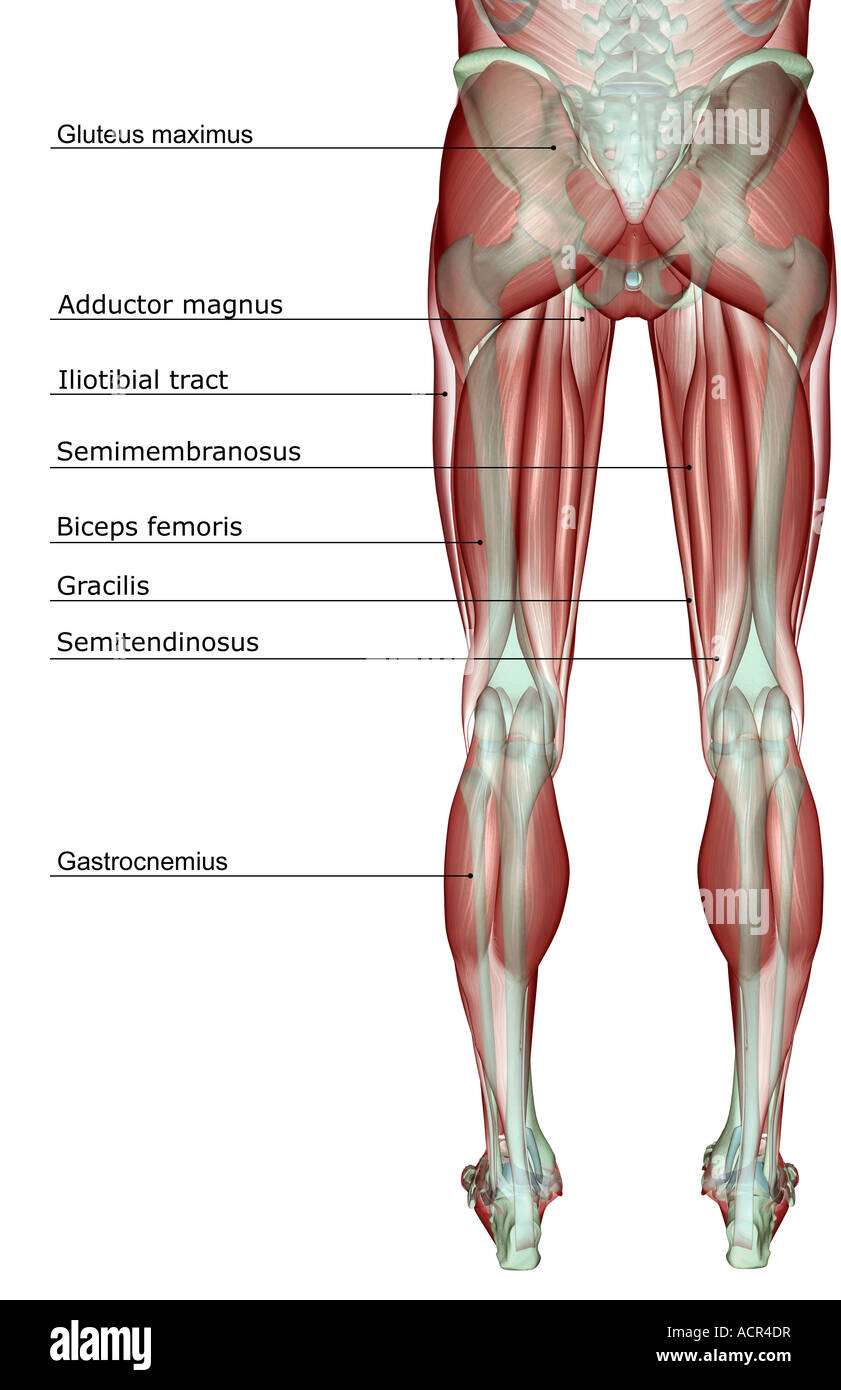 Die Musculoskeleton der unteren Körperhälfte Stockfoto