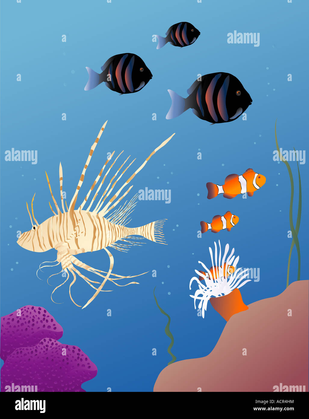 Vektor-basierte Illustration von tropischen Fischen Stockfoto