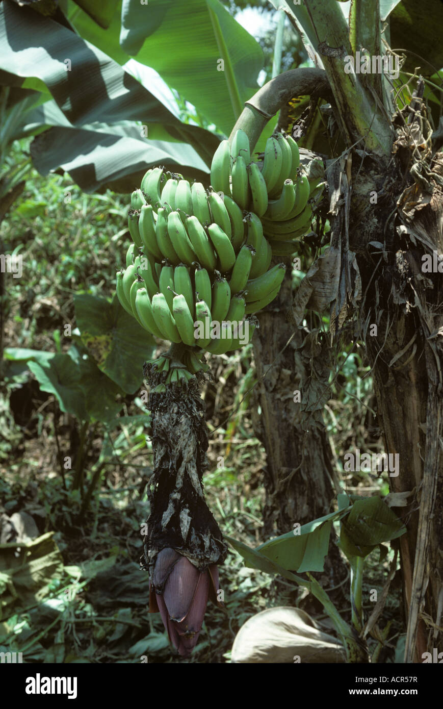 Bananenbaum infiziert mit schwarzem Blatt Streifen Krankheit Mycosphaerella Fijiensis Kolumbien Stockfoto