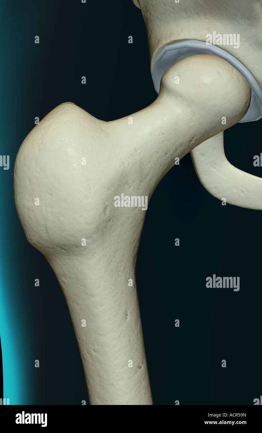 Die Knochen der Hüfte Stockfoto