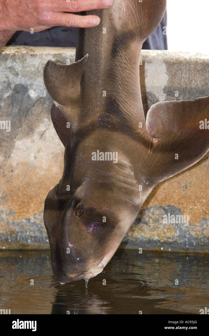 ein kleiner Hafen Jackson Hai in einer Aquakultur Zucht Tank verarbeitet werden Stockfoto