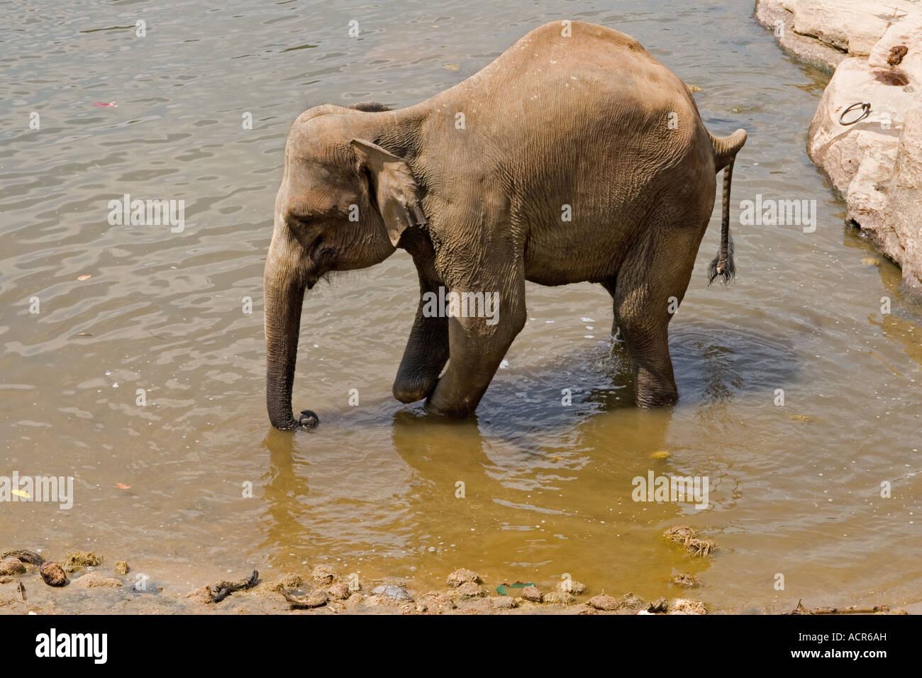 Elefant-Landminen-Opfer Stockfoto