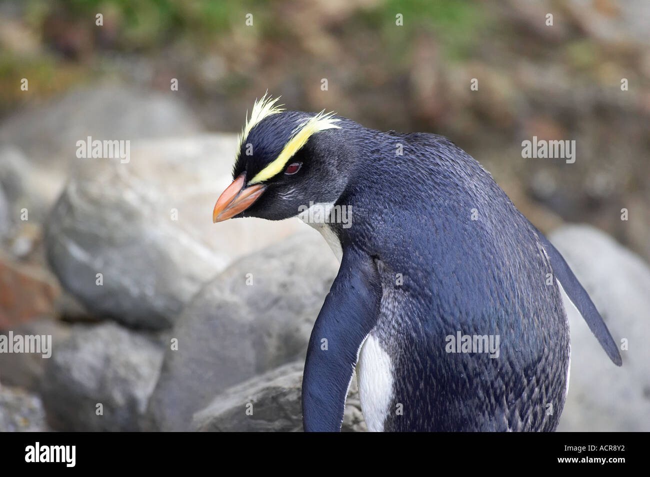 Fiordland Crested Pinguin Eudyptes Pachyrhynchus Westküste Südinsel Neuseeland Stockfoto