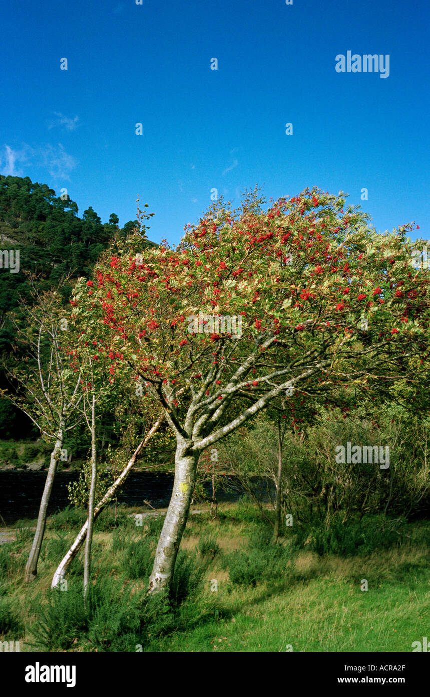 Einem windigen voll großbeerigen Rowan oder Eberesche Baum auf die Naturschönheit von Glendalough Wicklow Irland Stockfoto