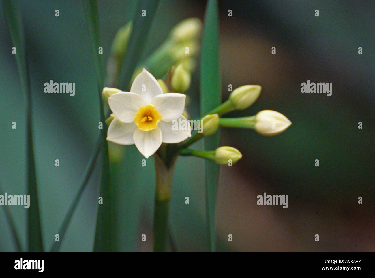 Narcissus Dibium Narcice Douteu Amaryllisgewächse Sud Frankreich Espagne Stockfoto