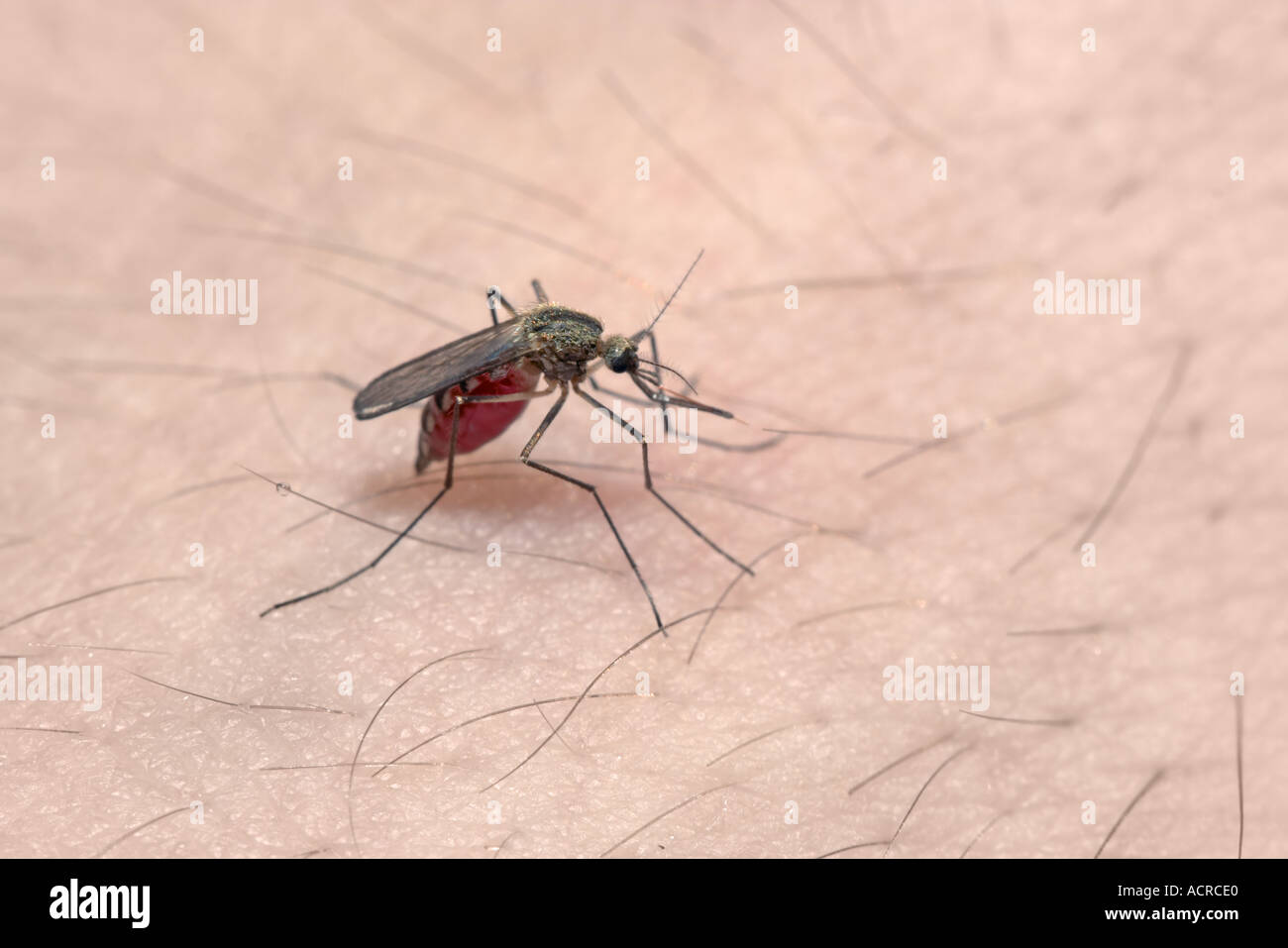 Eine Mücke saugen Blut auf der menschlichen Haut Stockfoto