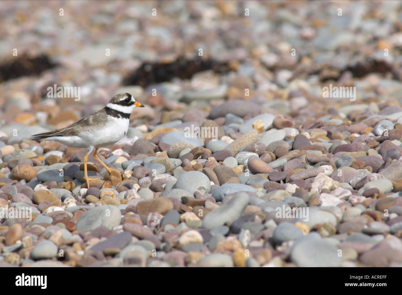 Flussregenpfeifer Plover Charadrius Hiaticula am Kiesstrand Severn Mündung Stockfoto