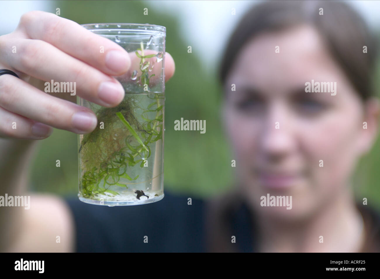 Forschung Wissenschaftler Examing Inhalt vom Teich eintauchen Stockfoto