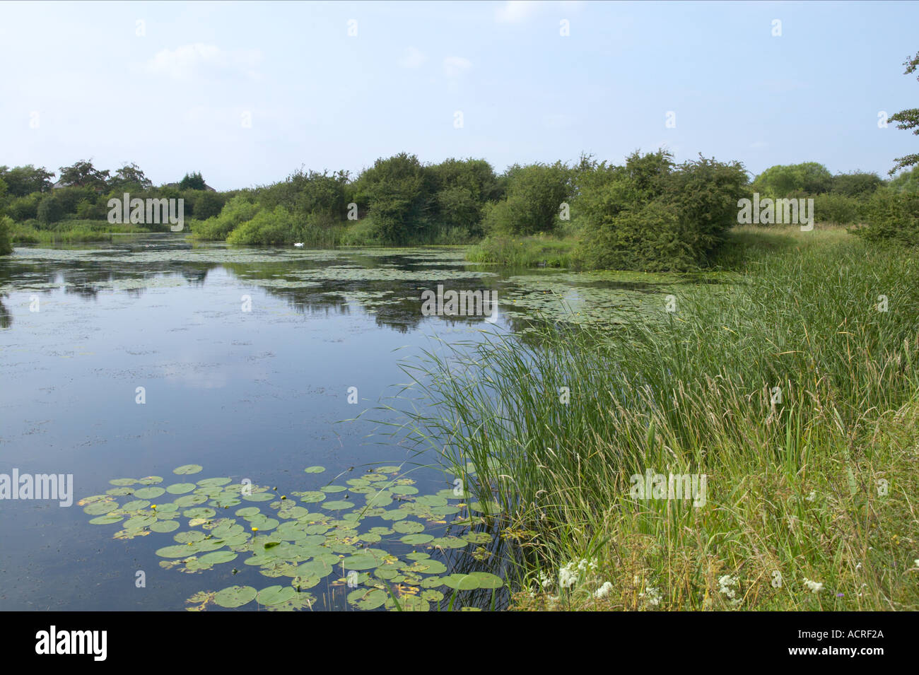 Süßwasser Teich in Lancashire mit Seerosen Heimat des Wurms Croston Stockfoto