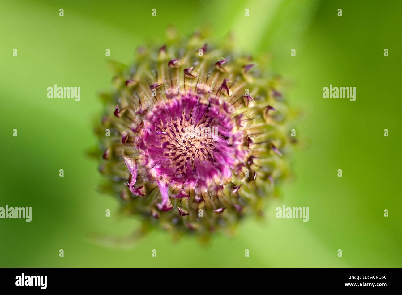 Britische Wildblumen Makroaufnahme Melancholie Distel Knospe nur bereit sind, offen Stockfoto