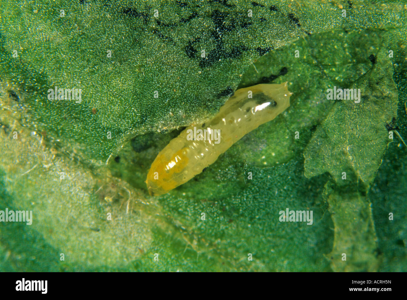 Südamerikanischer Leafminer Liriomyza huidobrensis Larve in Tomatenblattmine Stockfoto