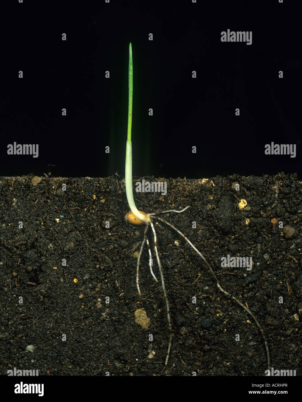 Weizen Sämling mit ersten Blatt in Coleoptine Entwicklungs- und Schwellenländern Wurzelsystem Stockfoto
