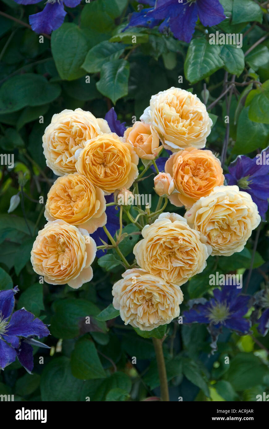 Rose (Rosa Kronprinzessin Margareta Auswinter) Juli, England. mit blauen Blüten der Clematis Stockfoto