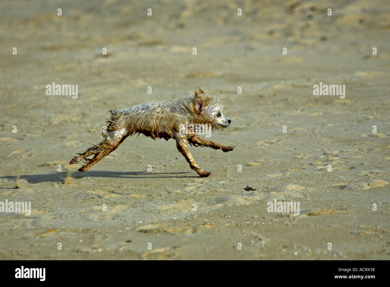 Einweichen nasse kleine Hund läuft am Mae Nam Strand Ko Samui Insel Thailand Stockfoto