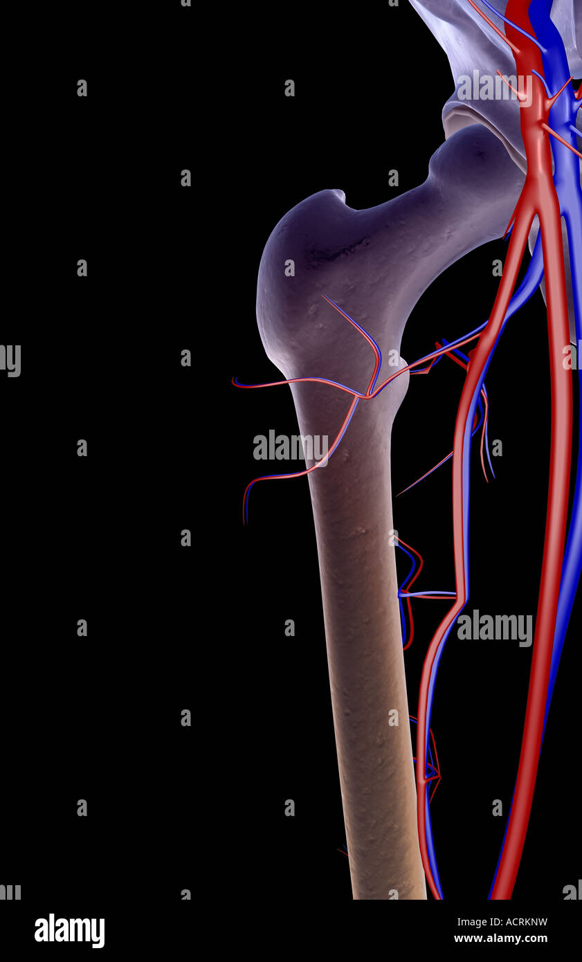 Das Blut-Versorgungsmaterial von der Hüfte Stockfoto