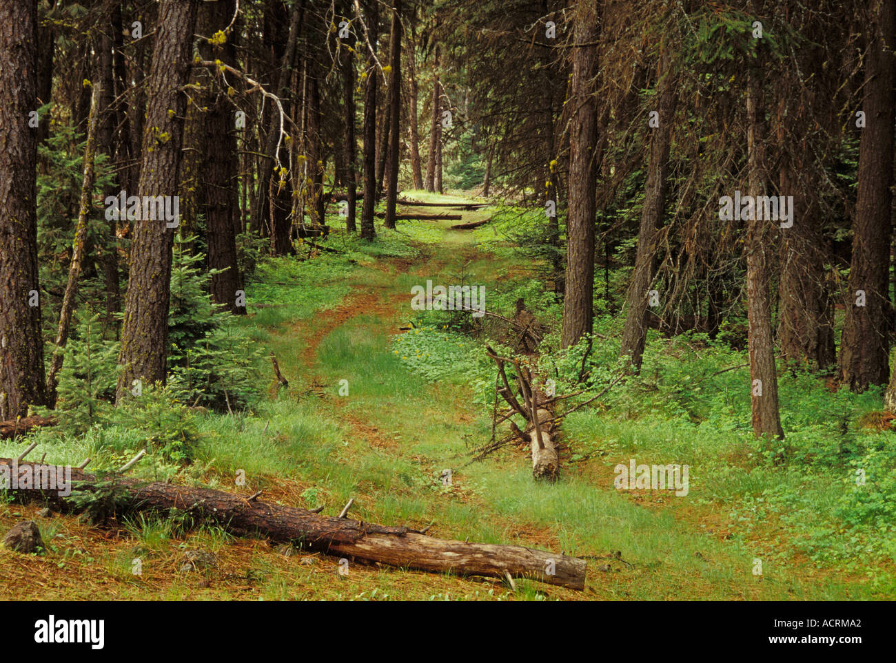 Alte Stufe Trainer Straße auf dem historischen Oregon Trail am blauen Berg überqueren USFS interpretativen site Ost-Oregon Stockfoto