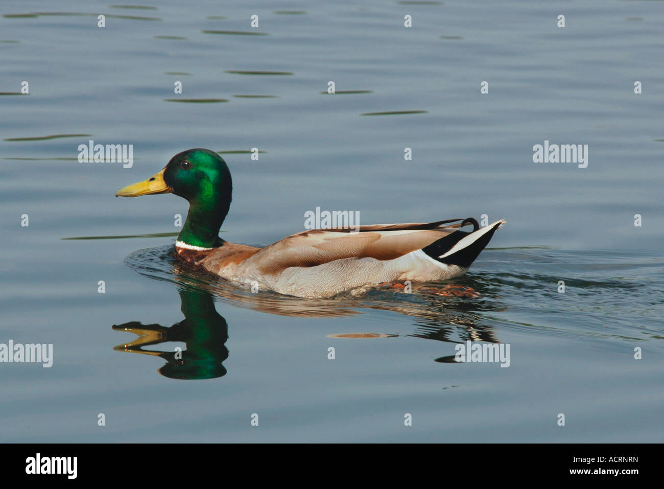 Erwachsene männliche Stockente, schwimmen auf einem Süßwassersee. (Anas Platyrhynchos) Stockfoto