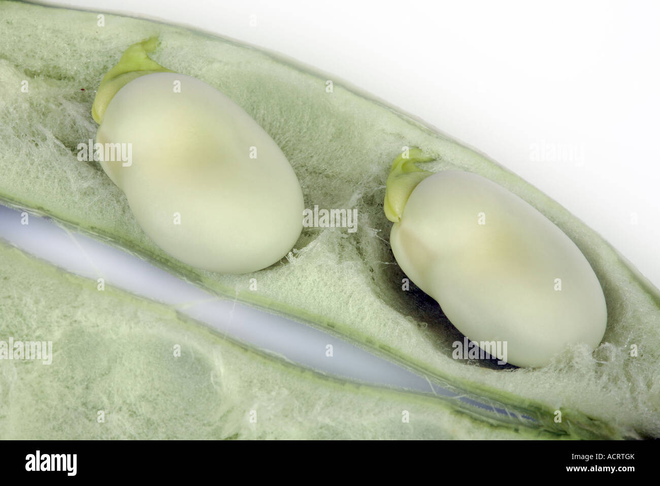 Zwei dicke Bohnen im offenen pod Stockfoto