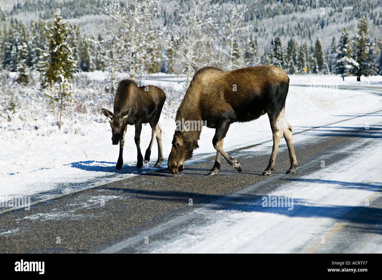 Elch Kuh und Kalb auf Autobahn Alberta Kanada Stockfoto