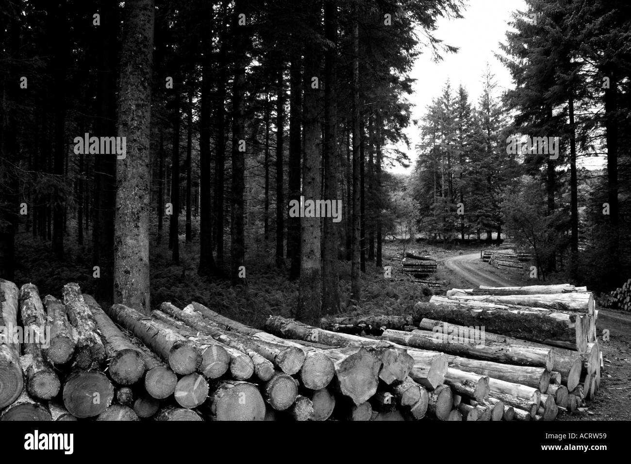 Gefällte Bäume in einem Waldumgebung Stockfoto