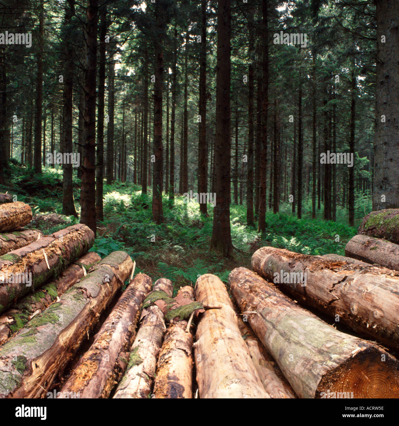 Gefällte Bäume in einem Waldumgebung Stockfoto