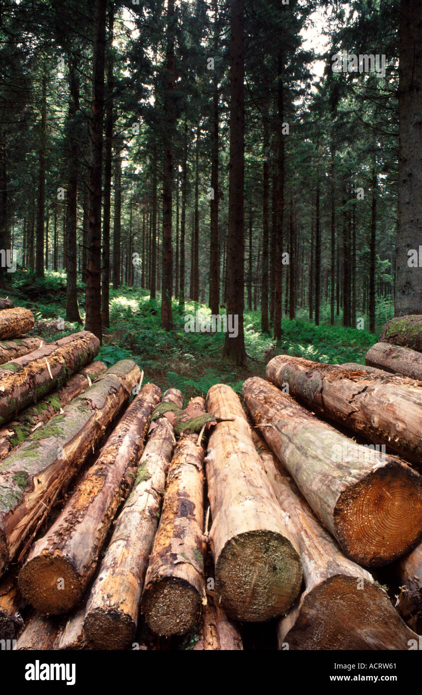 Gefällte Bäume in einem Waldumgebung Stockfoto