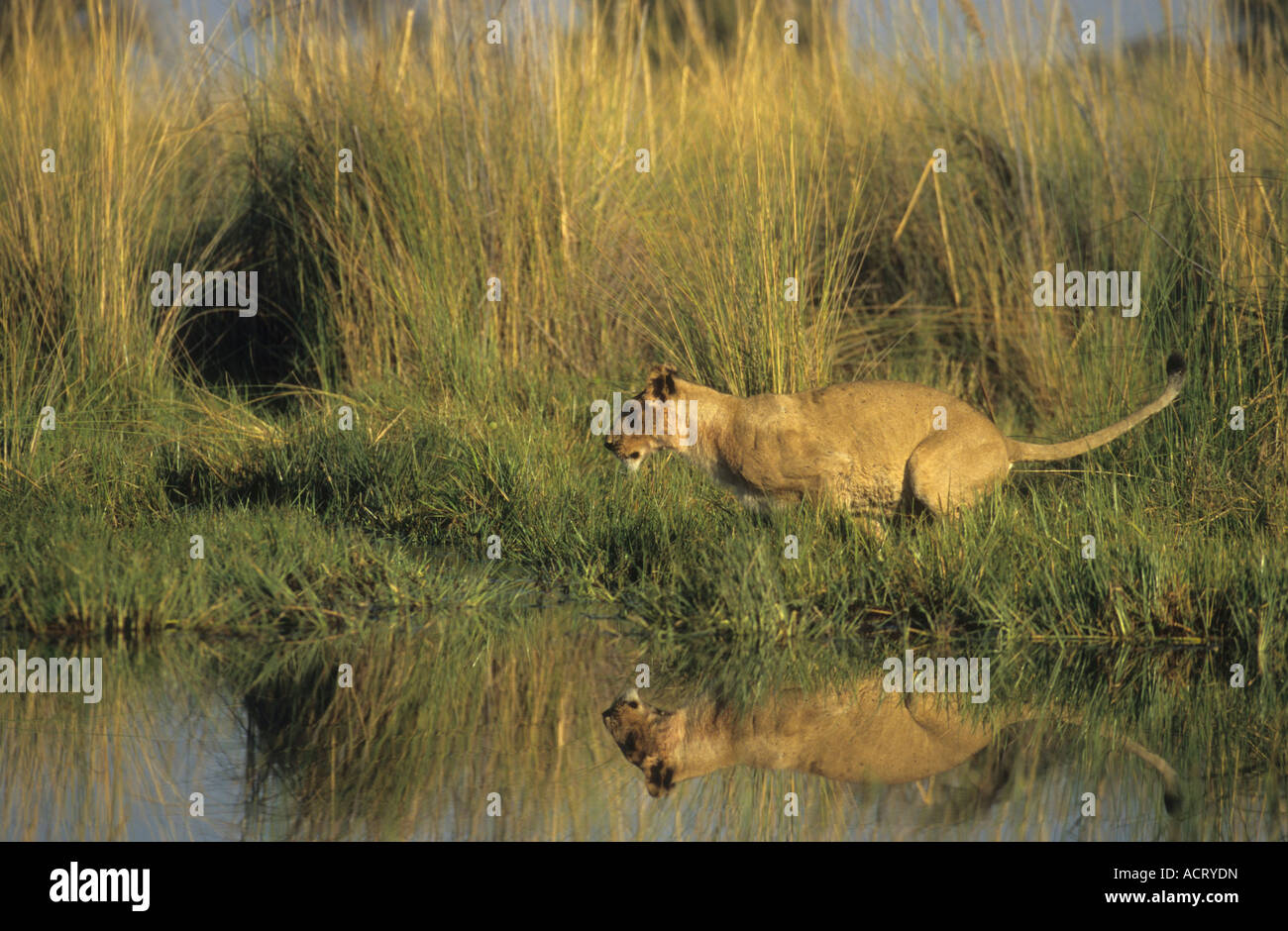 Lion spiegelt sich im Wasser wie es bereitet Chitabe Okavango Delta Botswana zu springen Stockfoto