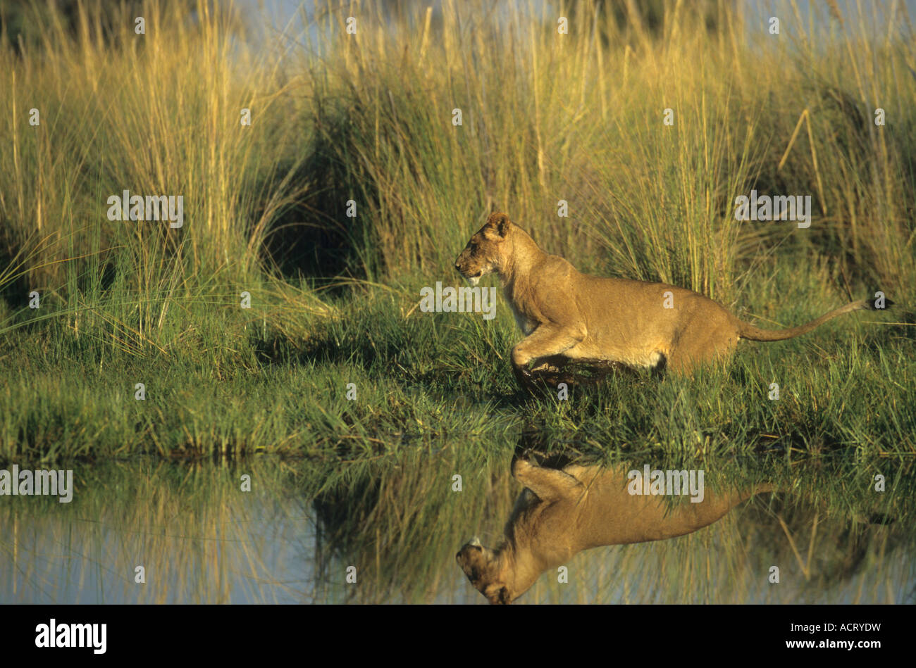 Lion spiegelt sich im Wasser wie es über einen Abschnitt des Oberflächenwassers Chitabe Okavango Delta Botswana springt Stockfoto