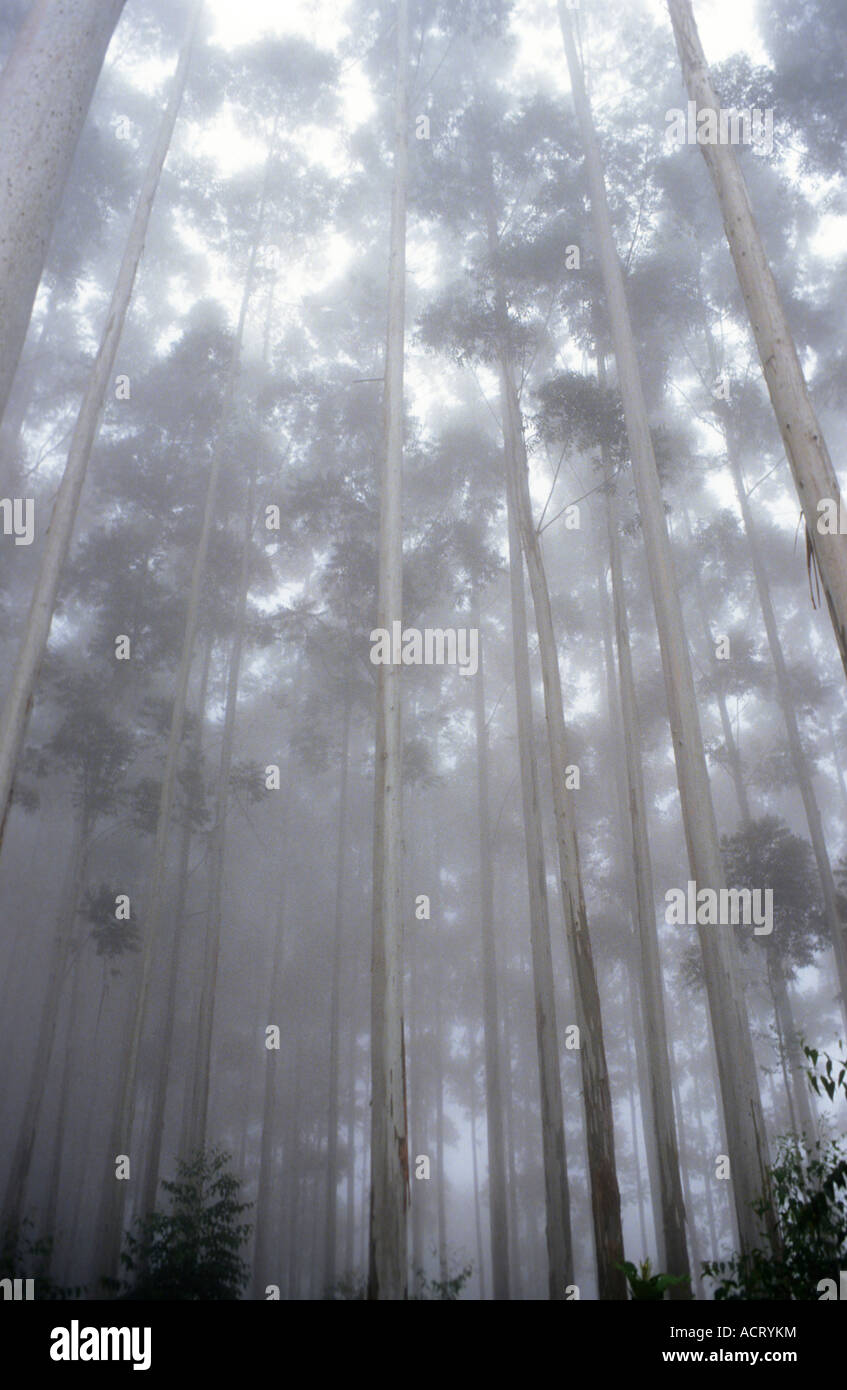 Eucalyptus Grandis Bäume 50 Metern erreichen nach oben in den Nebeln der Wirtschaftswald Plantagen in der Nähe Stockfoto