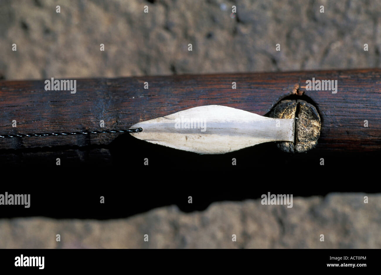 Feder der Bartgeier Feder verwendet, um Sotho Musikinstrument Sani Top Drakensberge Lesotho abgeflacht Stockfoto