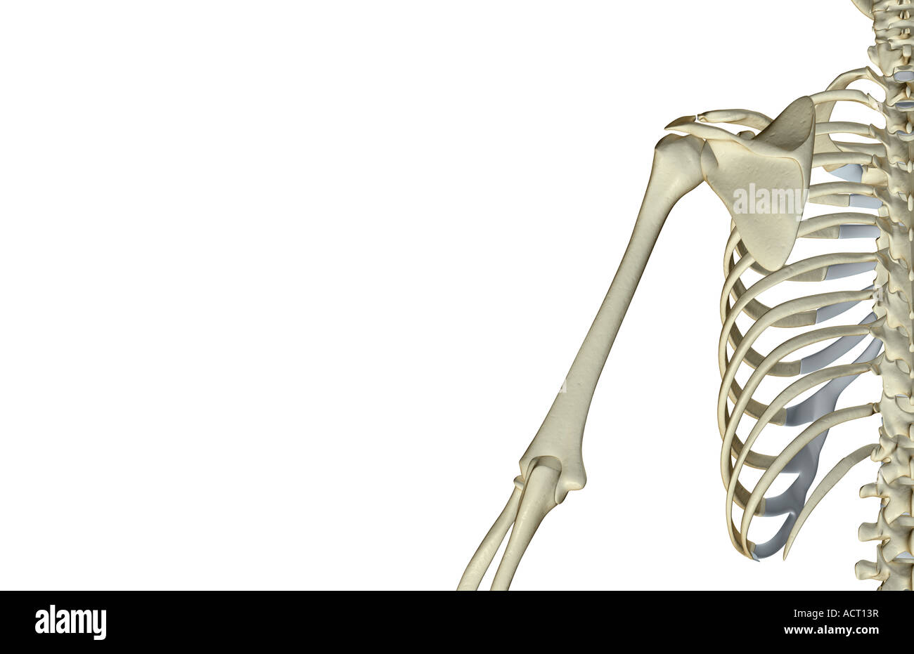 Die Knochen der Schulter und Oberarm Stockfoto