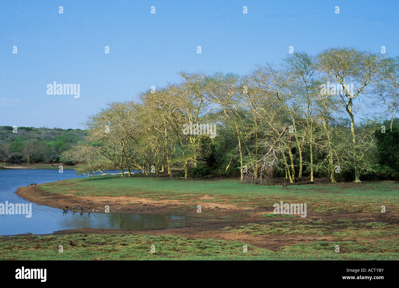 Ansicht der Nyamiti Pan Küstenlinie zeigt Fieber Bäume Acacia Xanthophloea Ndumu Game Reserve in Südafrika Stockfoto