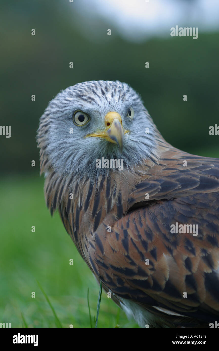 Rote Drachen Milvus Milvus. In Gefangenschaft Stockfoto