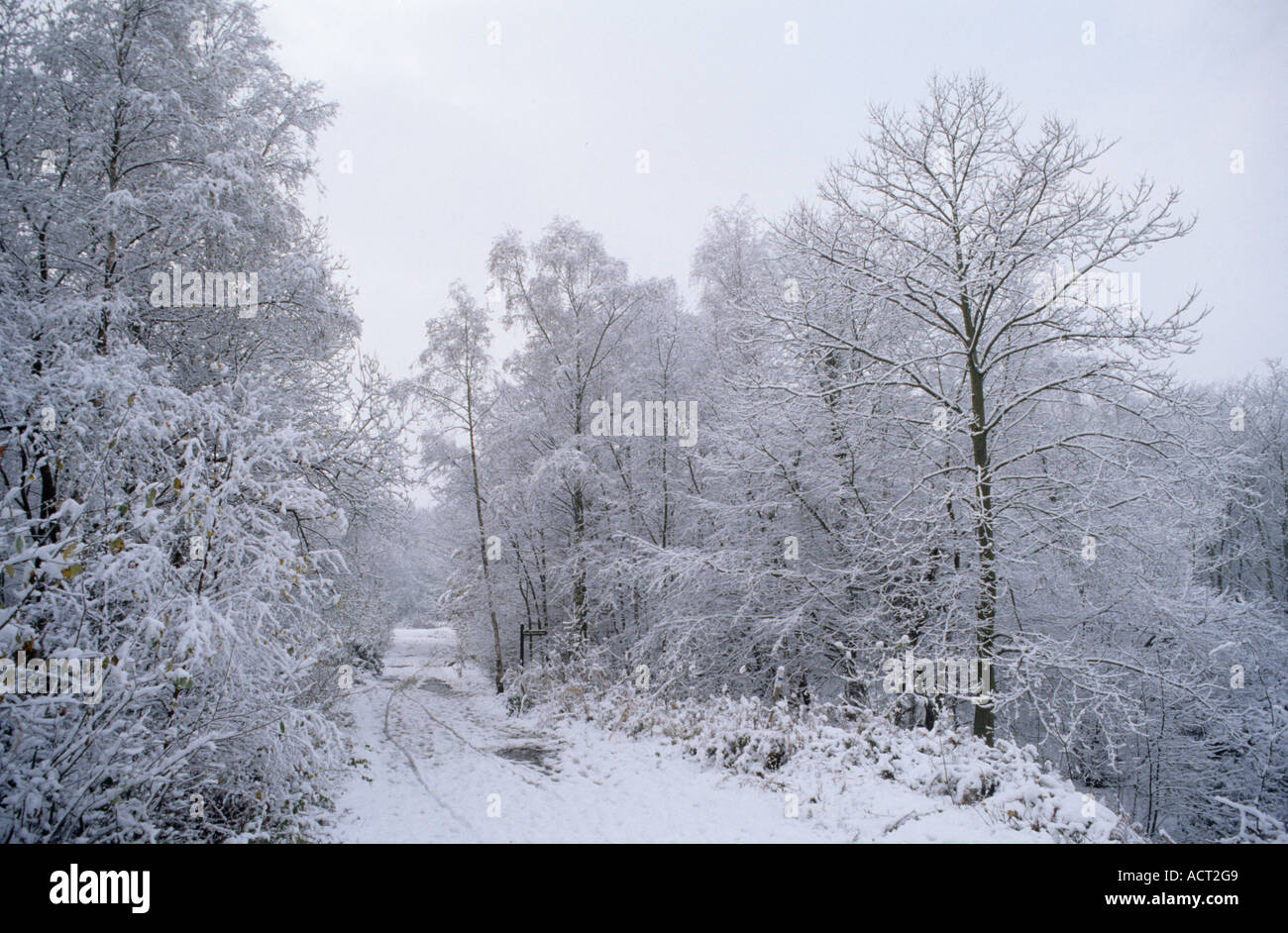 Schneebedeckte Wälder in North Kent bei Gravesend Stockfoto