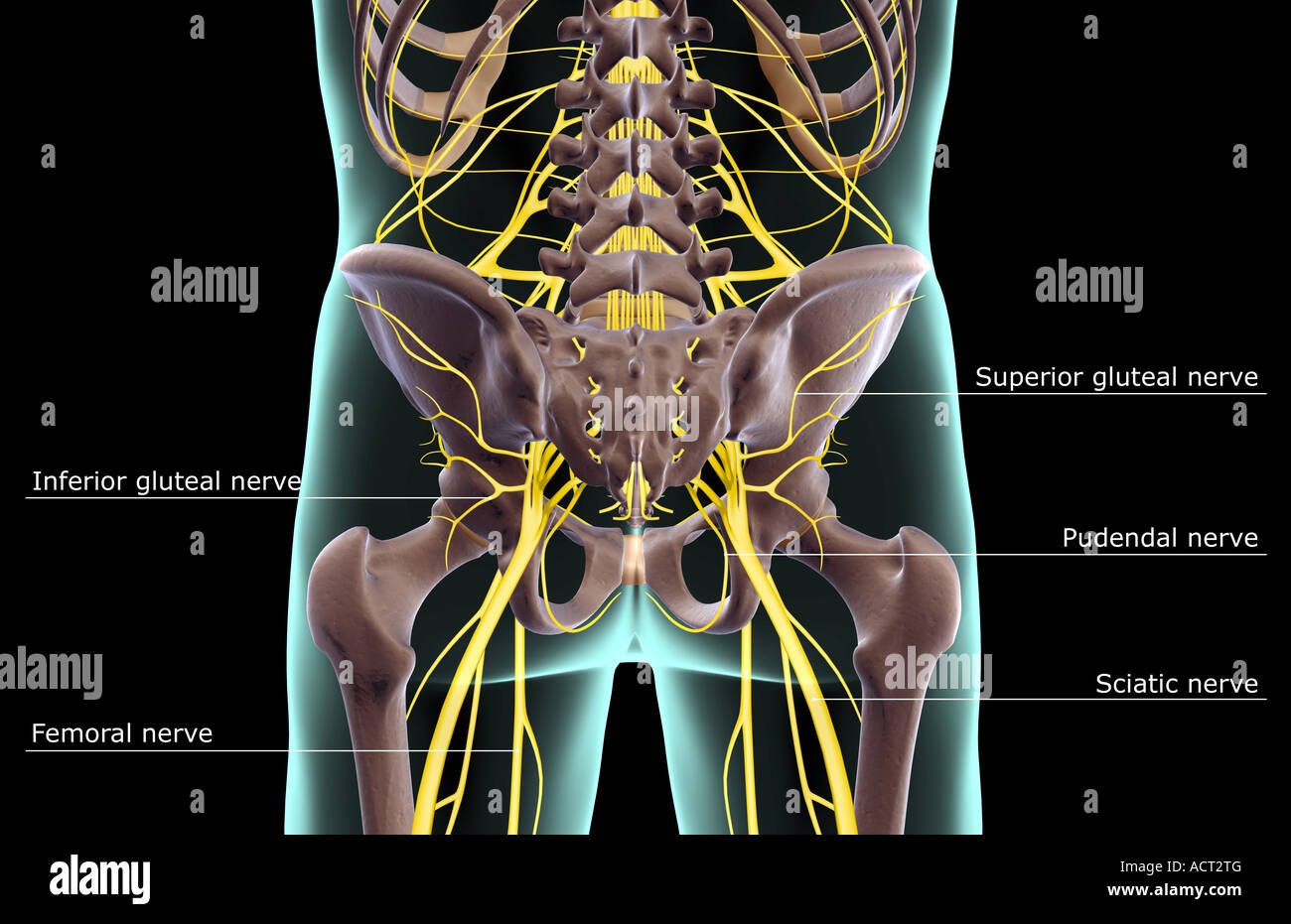 Die Nerven der unteren Körperhälfte Stockfoto