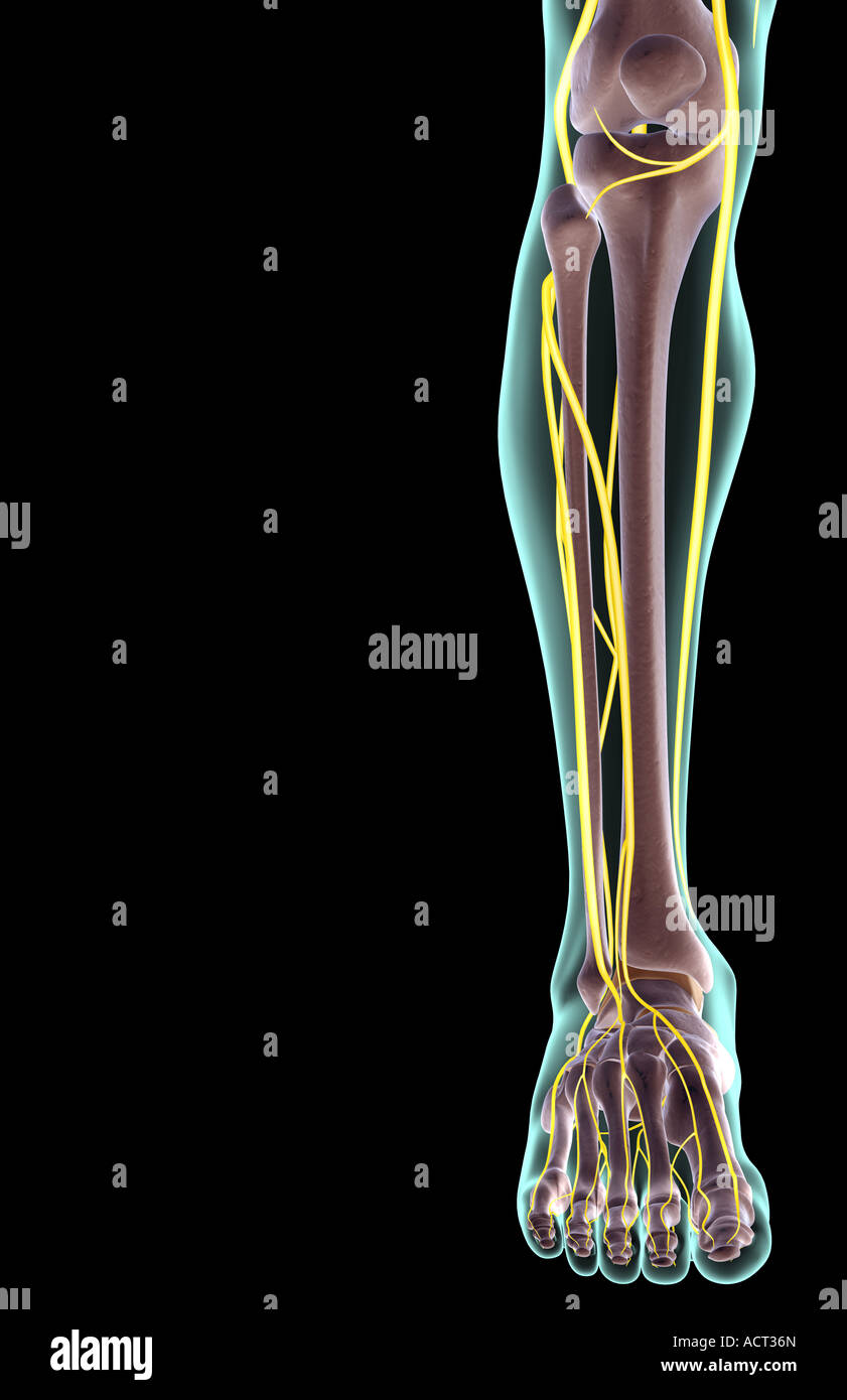Die Nerven des Beines Stockfoto