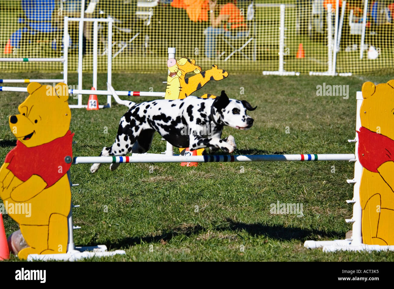 Dalmatinischen springen Hindernis auf Agility Kurs Corydon Indiana Stockfoto
