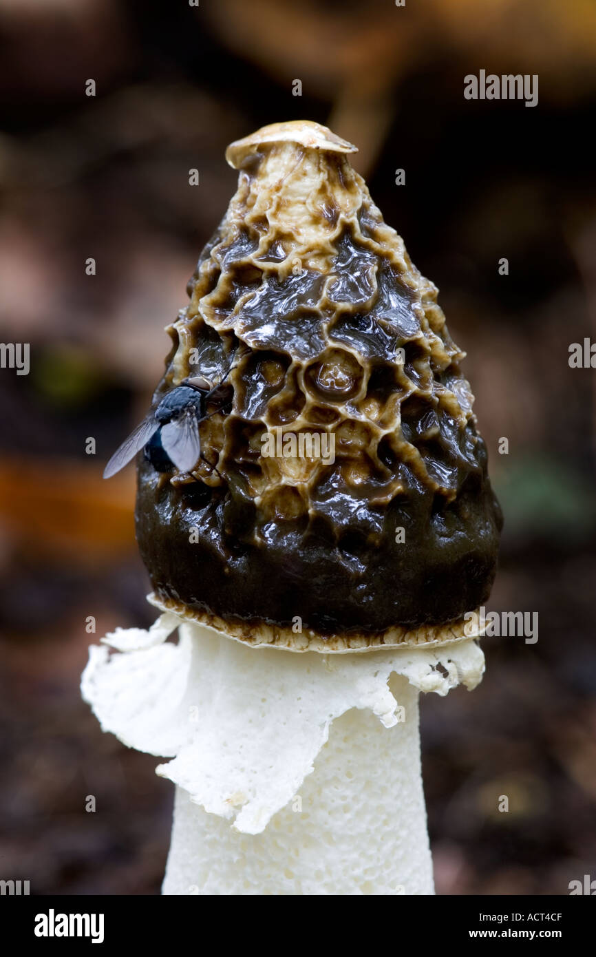 Stinkmorchel Phallus Impudicus mit fliegen Stockfoto