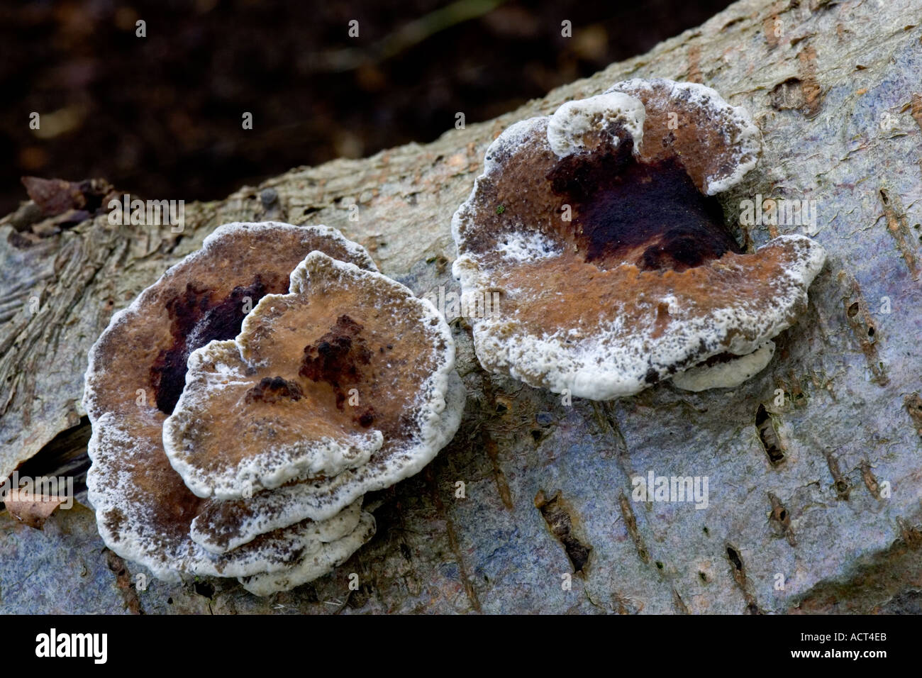 Daedaleopsis confragosa Stockfoto