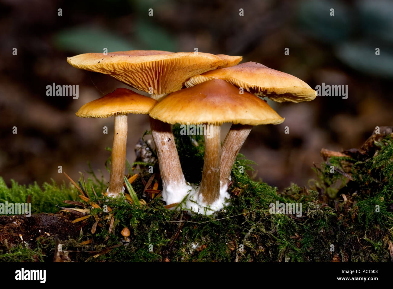 Gemeinsame Rustgill Gymnopilus penetrans Stockfoto