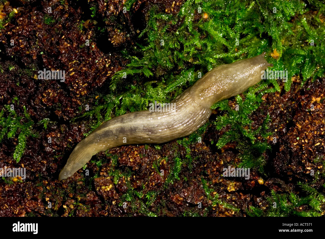 Der Baum Slug Limax Marginatus auf Moos Stockfoto