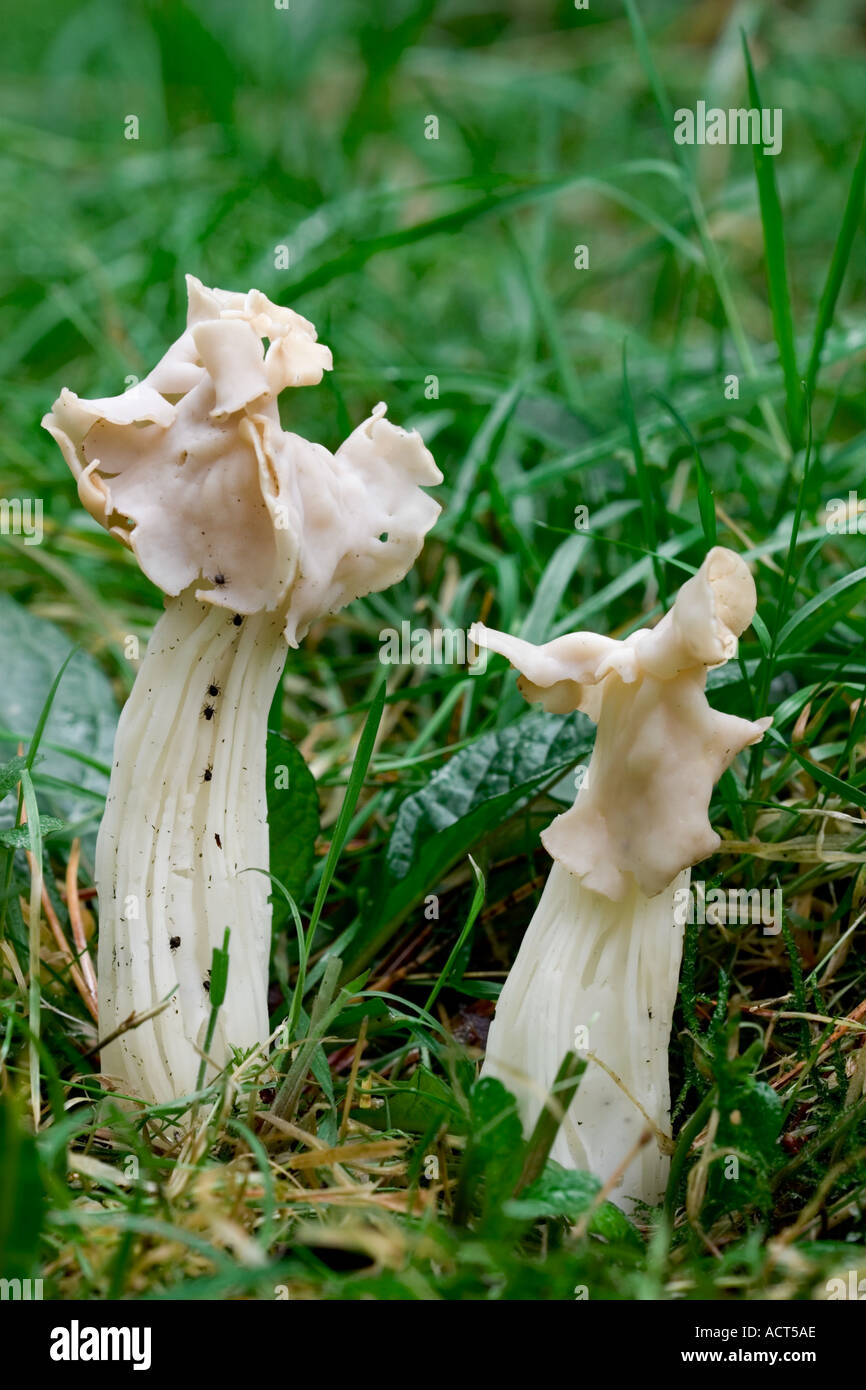 2 gemeinsame Helvella Helvella Crispa wachsen nebeneinander in offenen grass Lodge sandigen bedfoirdshire Stockfoto