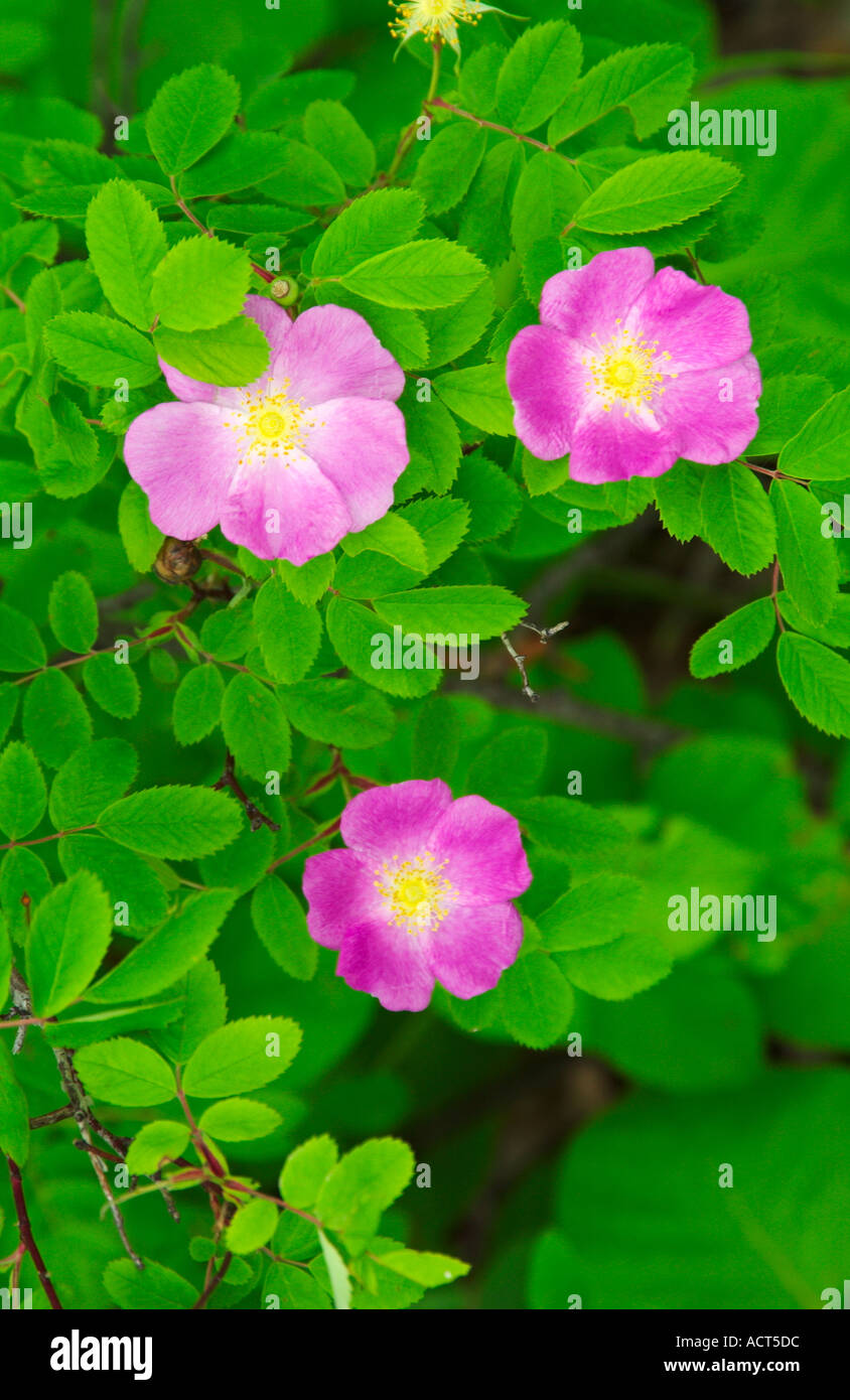 Wild Prairie Rose-Porträt in den Wäldern des südlichen Manitoba Kanada Weide rose Rose Virginiana Zwerg Prairie Rose Stockfoto