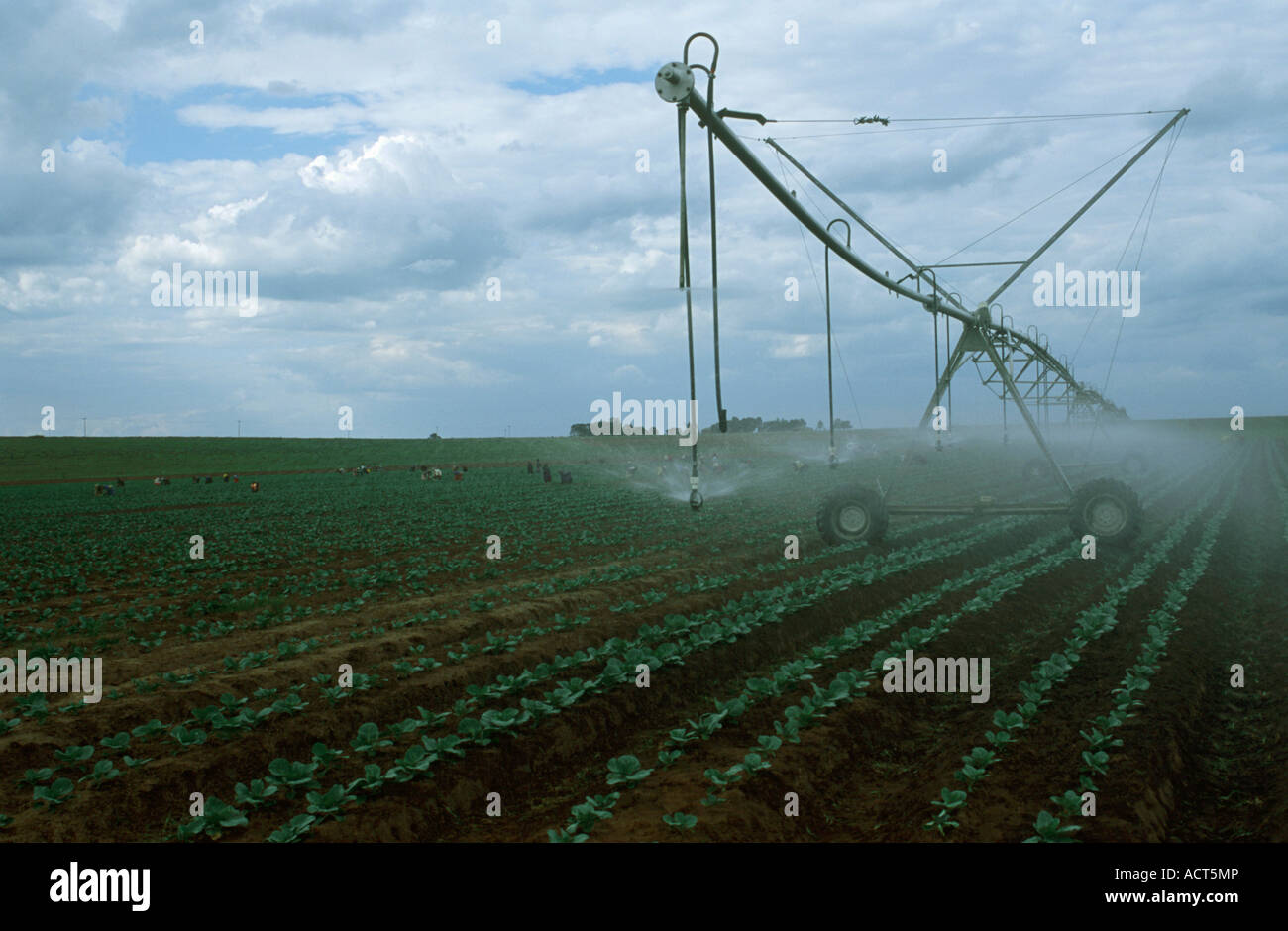 Ein Zentrum Pivot Bewässerungssystem bewässert ein Feld von Kohl in der Nähe von Bronkhorstspruit Gauteng in Südafrika Stockfoto